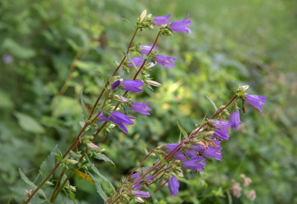 What are the botanical origins of bellflower