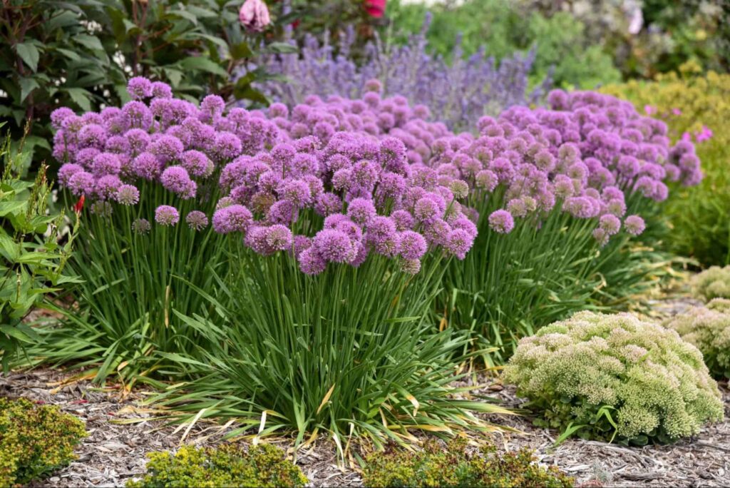 What are the botanical origins of the allium flower