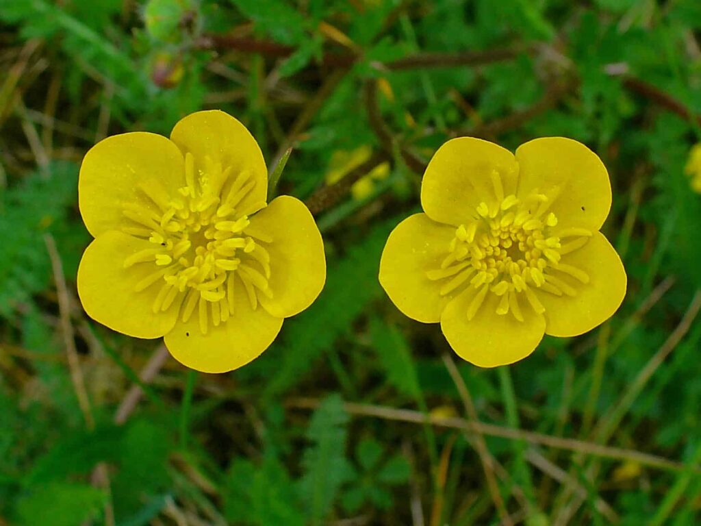 What are the botanical origins of the buttercup flower