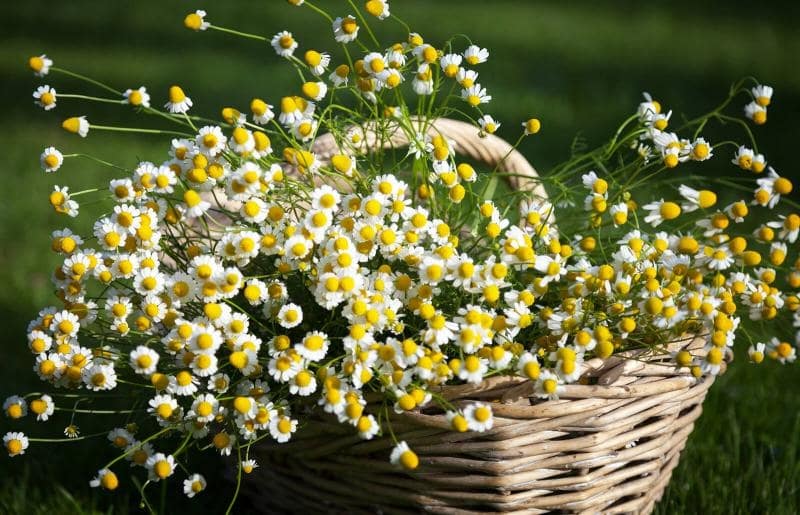 What are the botanical origins of the chamomile flower