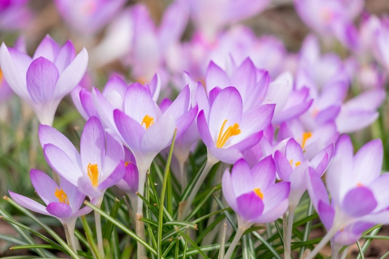 What are the botanical origins of the crocus flower