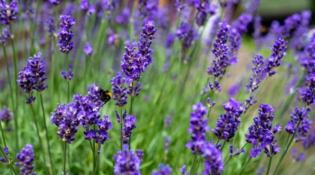 What are the botanical origins of the lavender flower