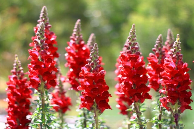 What are the botanical origins of the snapdragon flower