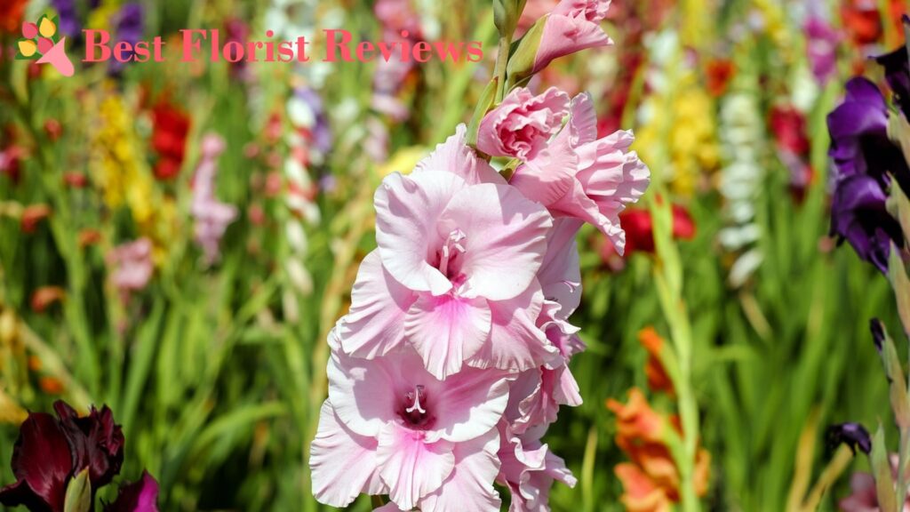 What are the cultural associations of the gladiolus flower
