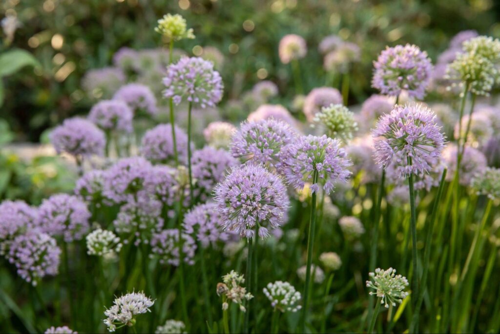 What are the uses of allium flowers