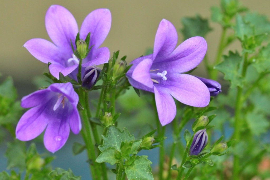 What are the uses of bellflowers