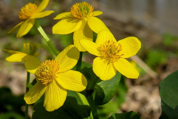 What are the uses of buttercup flowers