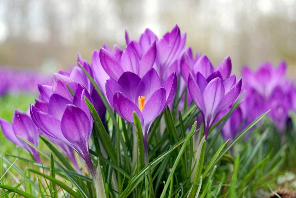 What are the uses of crocus flowers