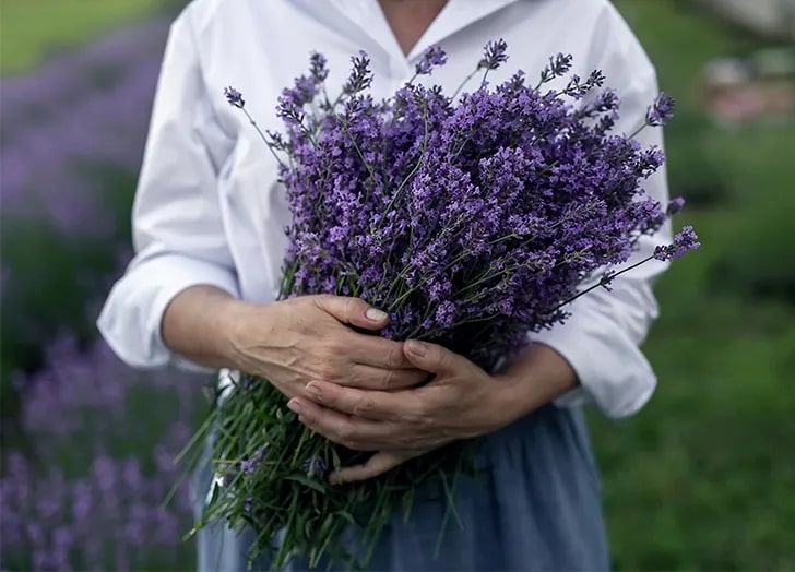 What are the uses of lavender flowers