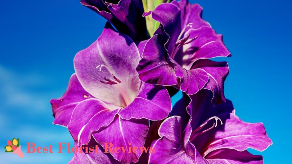 What are the uses of the gladiolus flower