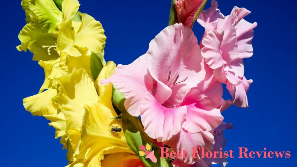 What did the gladiolus symbolize in various historical periods