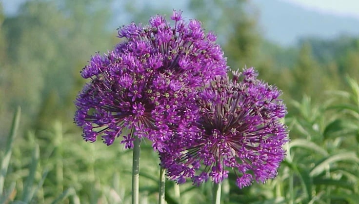 What do allium flowers mean