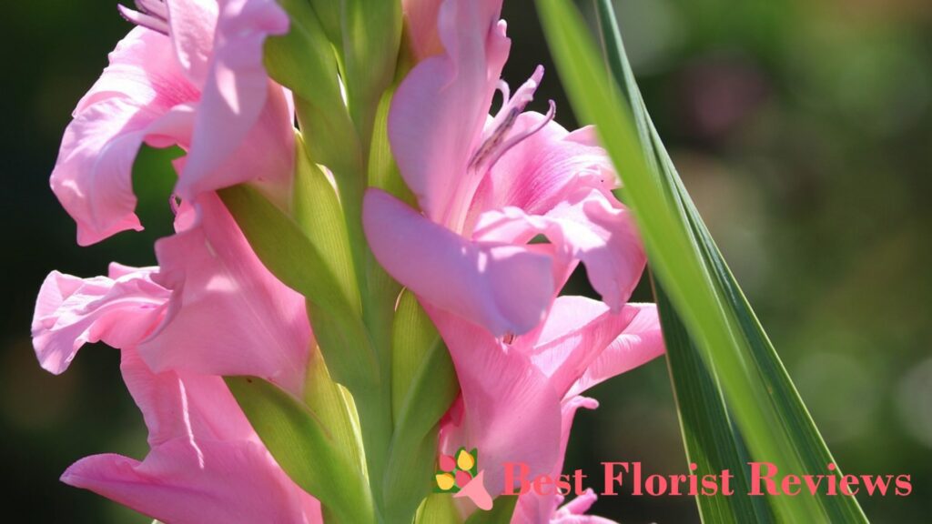 What do gladiolus flowers mean