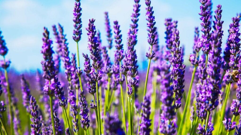 What do lavender flowers mean