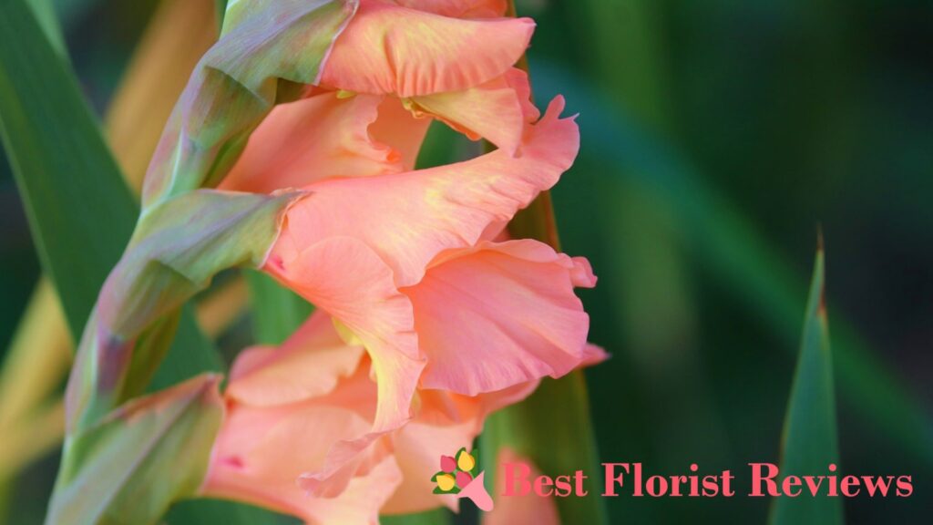 What do the colors of gladiolus flowers mean