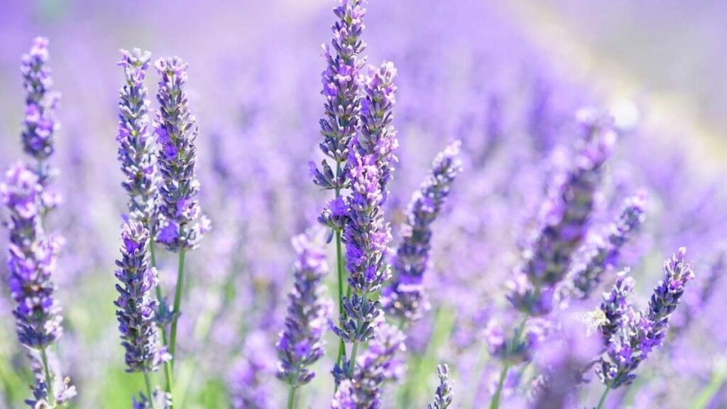 What do the shades and symbolisms of lavender flowers mean