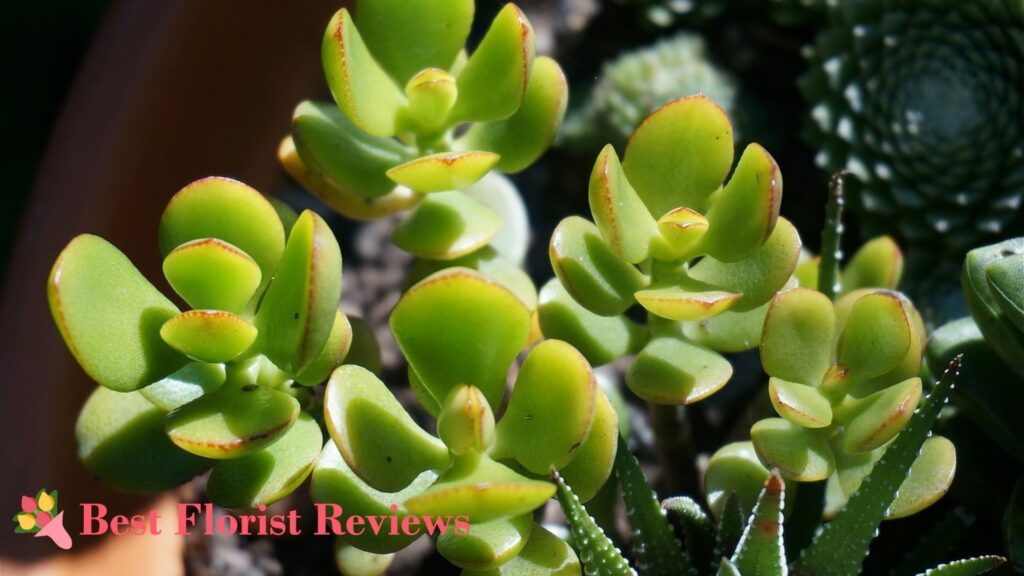 What is the best soil for a jade plant