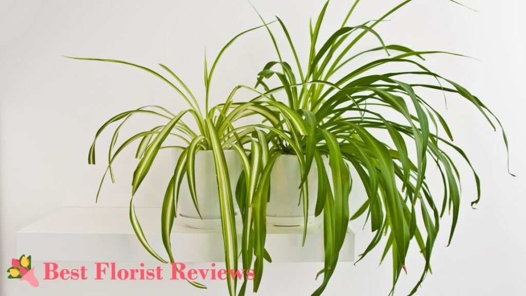 What is the best soil for spider plants