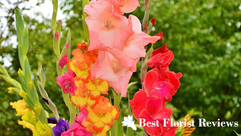 What is the botanical origin of the gladiolus flower