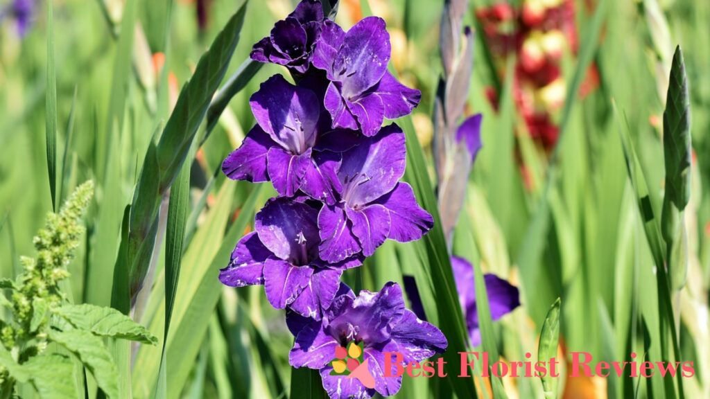 What is the cultural significance of gladiolus flowers