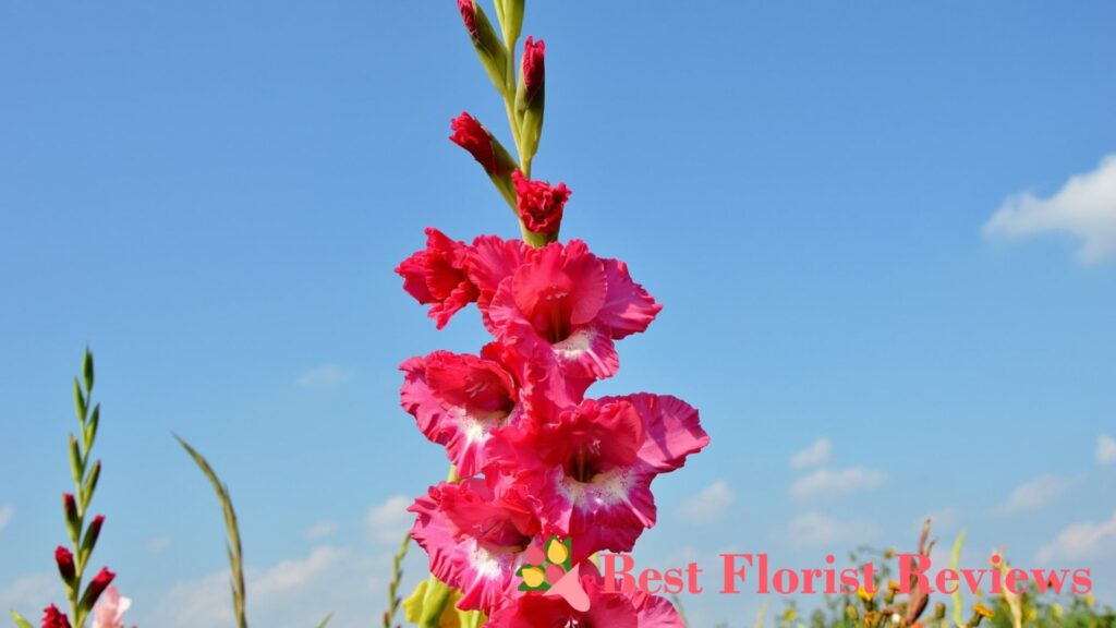 Why are gladiolus flowers called xiphium