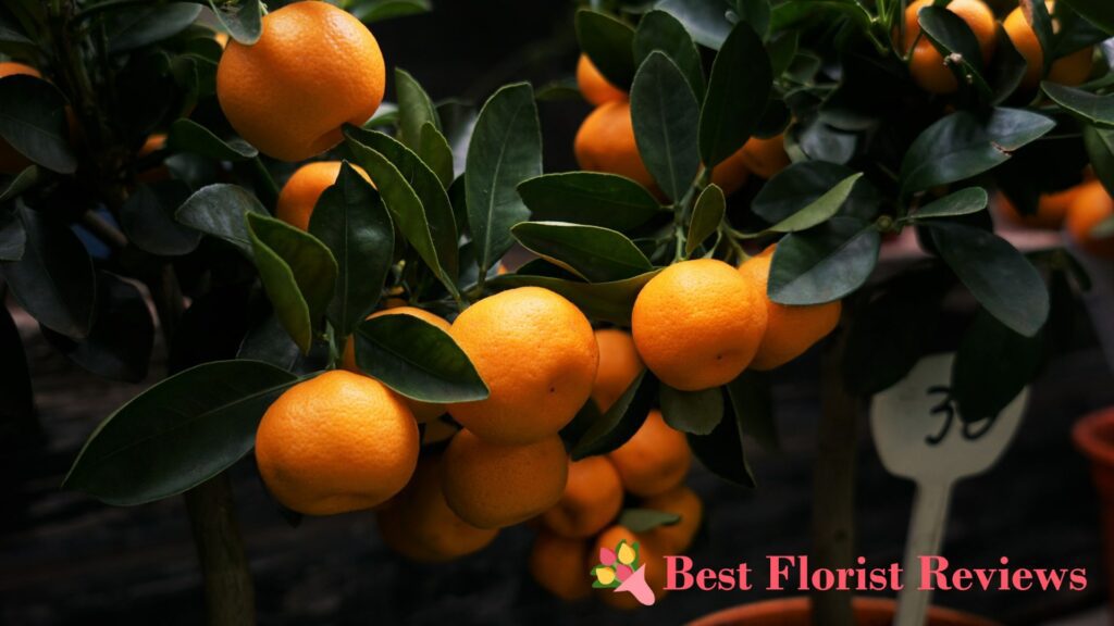 Zestful Living Room 7 Best Indoor Orange Trees You Can Gift