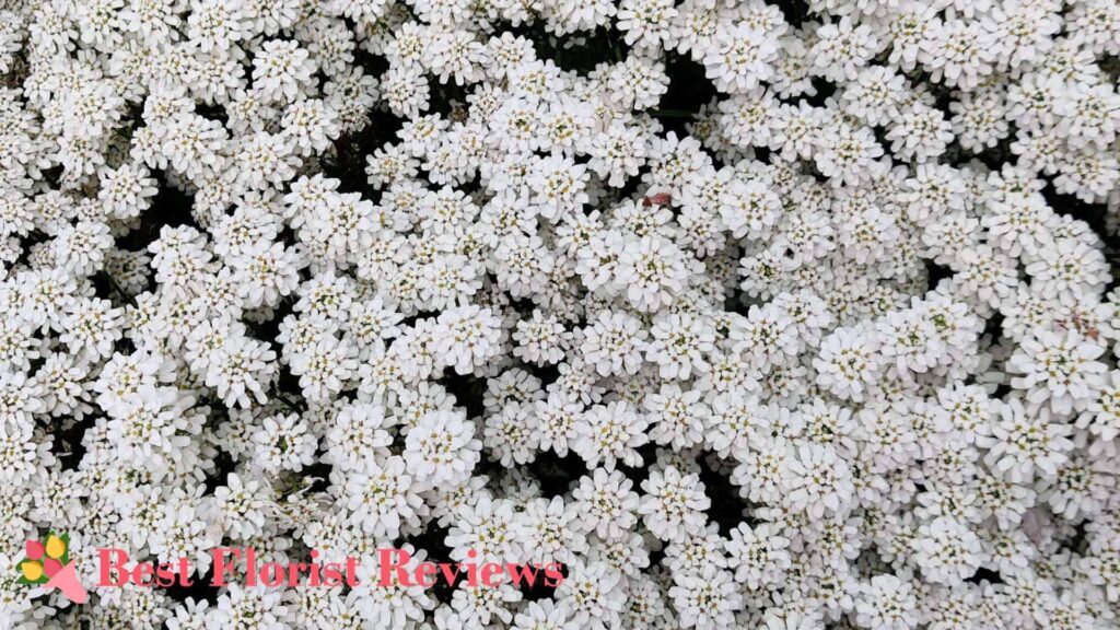 A Gardener’s Guide to Growing Alyssum 'Carpet of Snow'