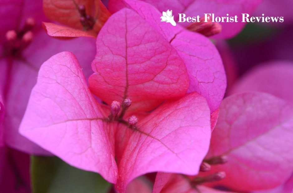 A Guide to Bougainvilleas Symbolism & Uses