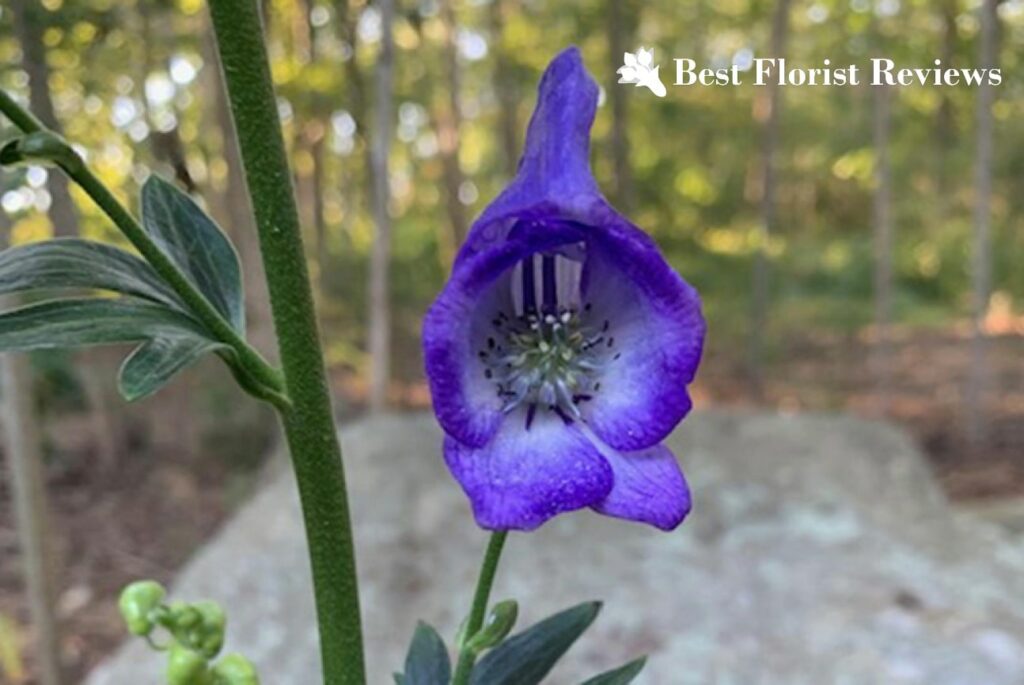 A Guide to Wolf’s Bane Flower Meaning and Uses