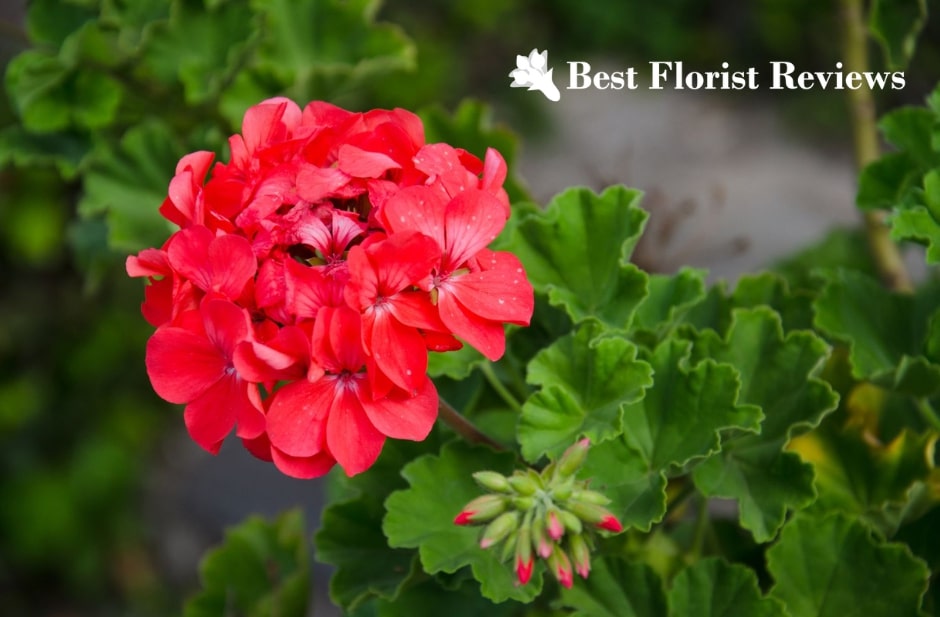 A Guide to the Geranium Flower Symbolism and Uses