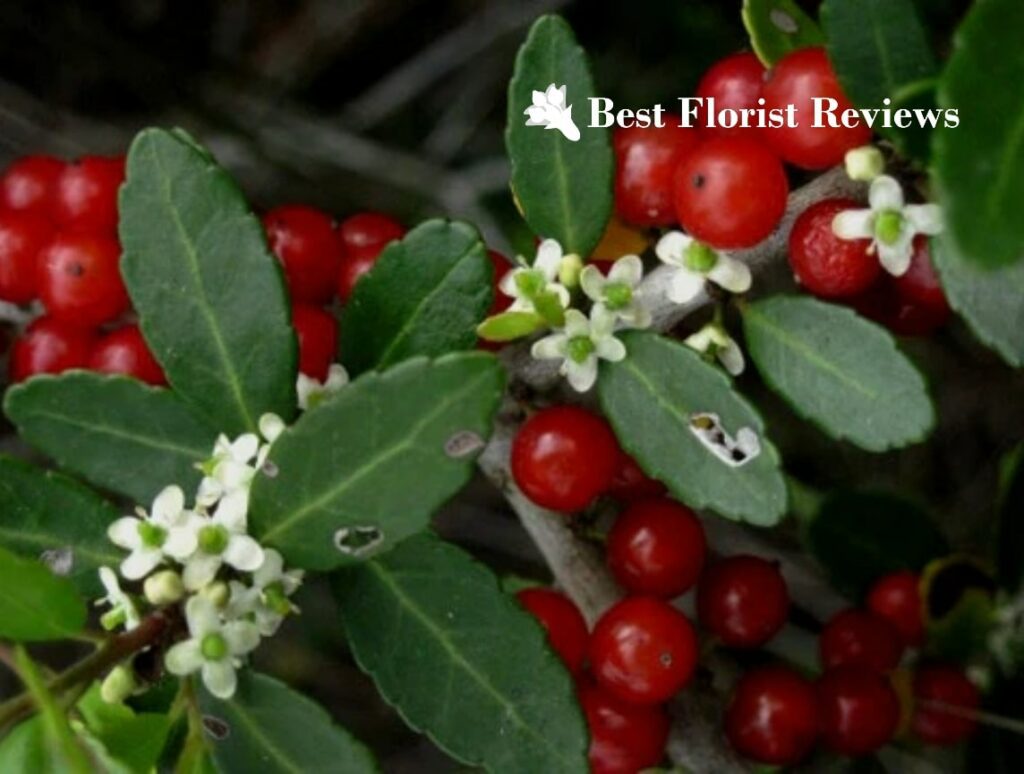 A Guide to the Holly Flower Meaning and Uses