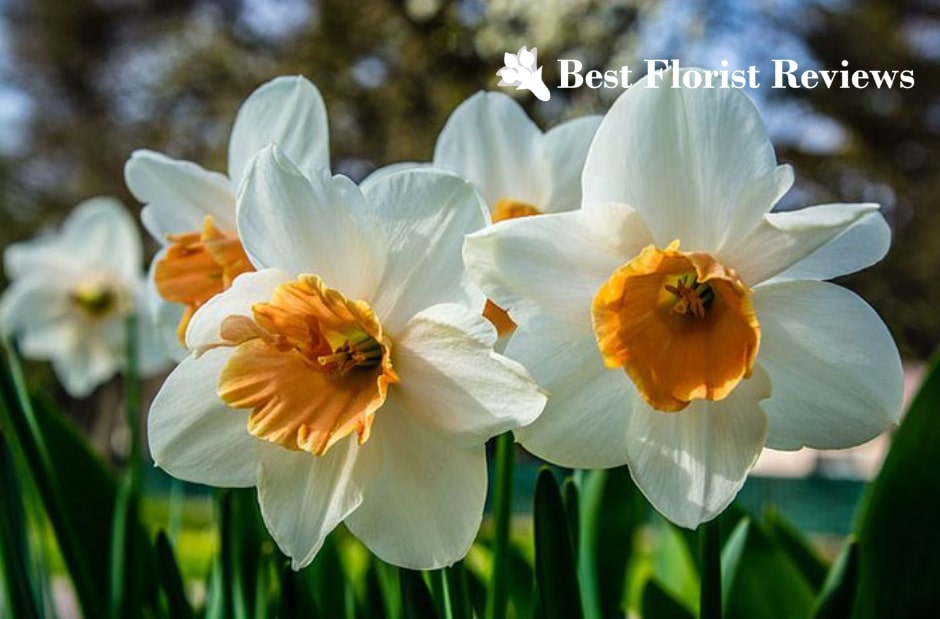 A Guide to the Narcissus Flower Meanings & Uses
