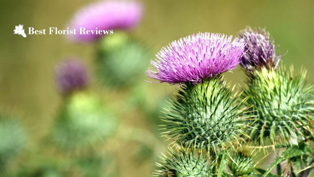 A Guide to the Thistle Flower Meaning, Significance, & Uses