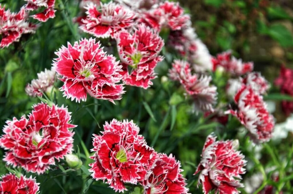 Addressing Common Issues of Dianthus Chinensis
