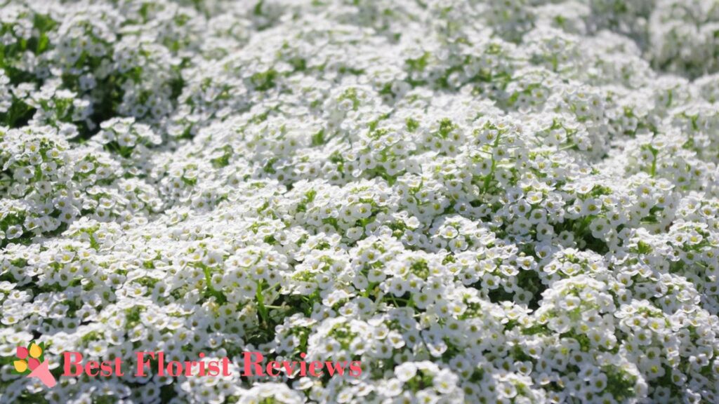 Alyssum 'Carpet of Snow' General Information