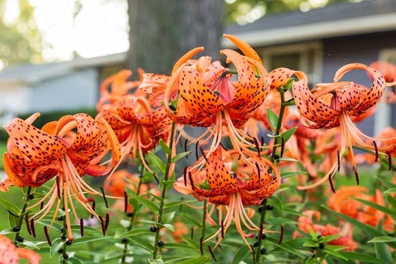 Aries – Tiger Lily