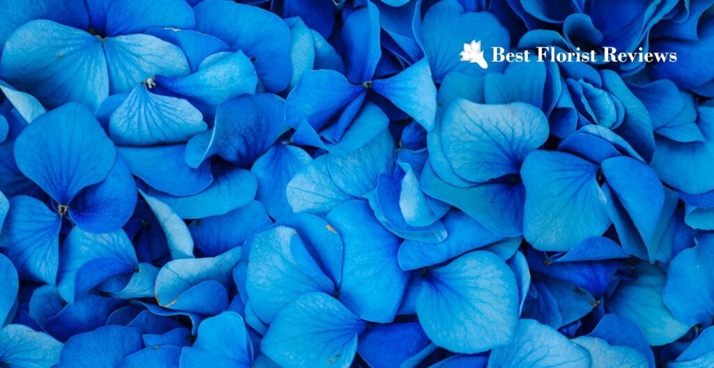 Azure Whispers What do blue flowers mean