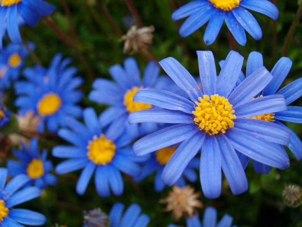 Blue Aster