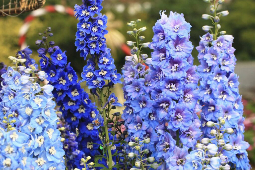 Blue Delphiniums