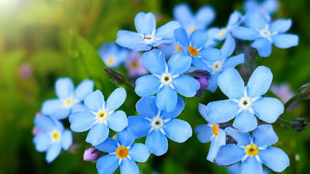 Blue Forget-Me-Nots