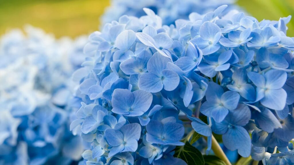 Blue Hydrangeas