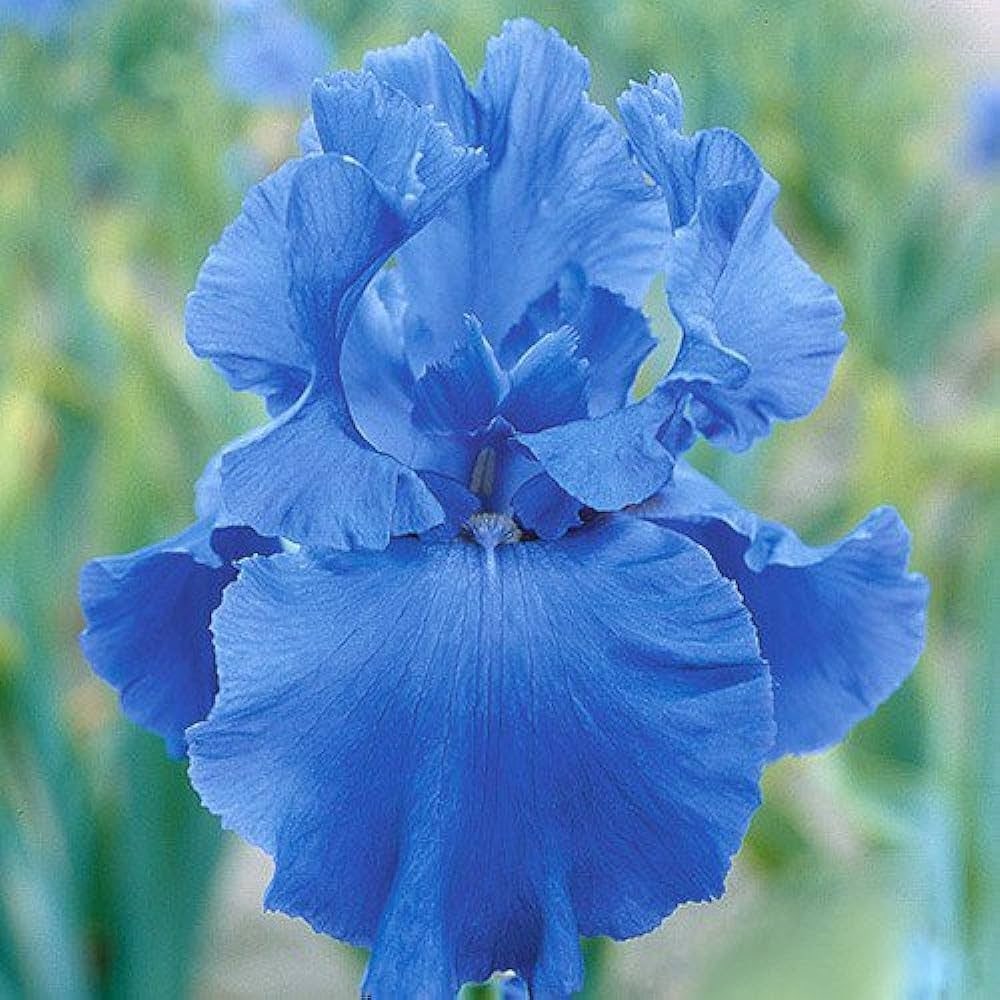 Blue Irises