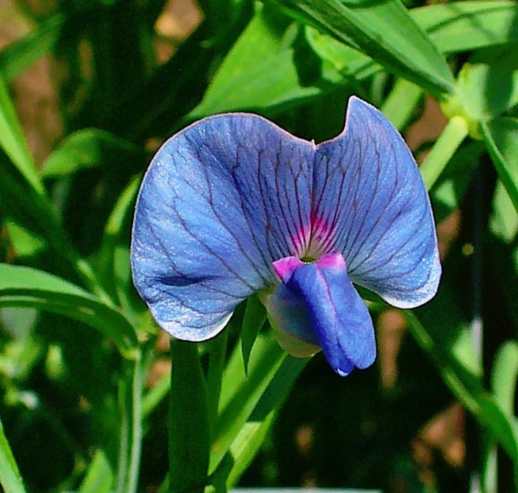 Blue Sweet Peas
