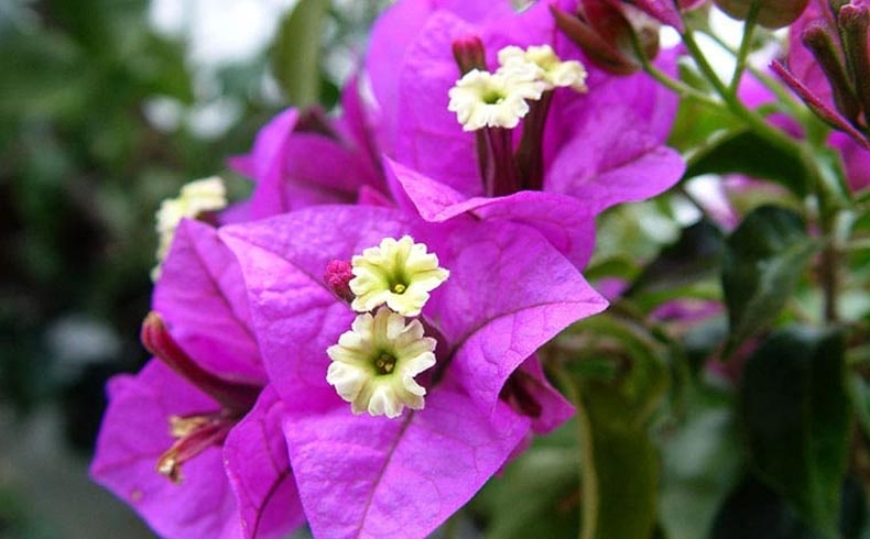 Can bougainvillea flowers be used for medicinal purposes