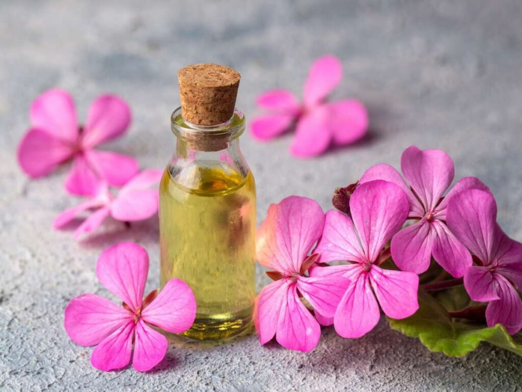 Can geranium flowers be used for medicinal purposes