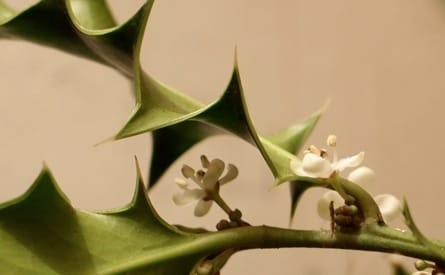 Can holly flowers be used for medicinal purposes