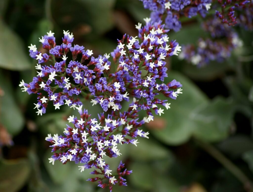 Can statice flowers be used for medicinal purposes