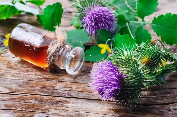 Can thistle flowers be used for medicinal purposes