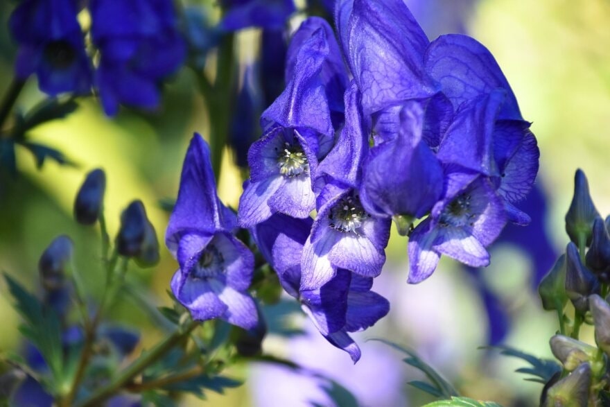 Can wolf's bane flowers be used for medicinal purposes