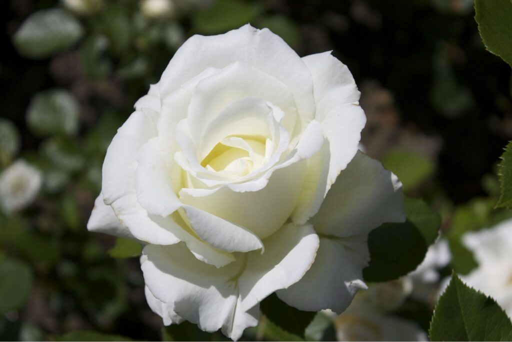 Cancer – White Rose